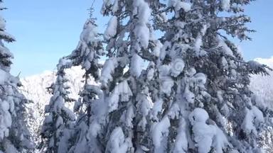 <strong>冬天</strong>的风景——阳光明媚的早晨，白雪覆盖的白桦林中的<strong>霜冻</strong>树木..
