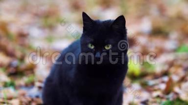 黑猫，皮毛发亮，坐在外面的地上
