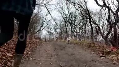 带着狗的女孩杰克罗素猎犬在公园的<strong>小路</strong>上<strong>散步</strong>