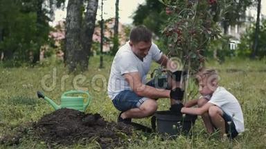 父子一家人正把一棵梅树从花盆里摘下来