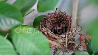 新出生的鸟儿在巢里等妈妈<strong>喂食</strong>。 <strong>小鸟</strong>在树上睡觉