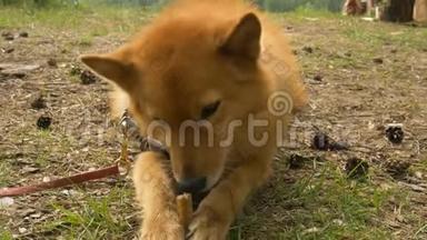 带着皮带的红狗躺在树林里，慢吞吞地吃东西