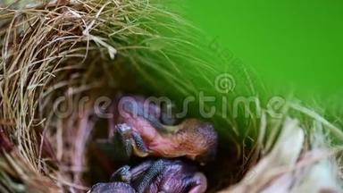 新出生的鸟儿在巢里等妈妈喂食。 小鸟睡觉