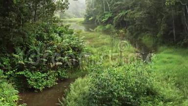 上午马达加斯加非洲丛林<strong>茂密的</strong>绿色<strong>森林</strong>，缓慢<strong>的</strong>河流流动