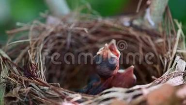新出生的<strong>鸟儿</strong>在巢里等妈妈喂食。 <strong>鸟儿</strong>张开嘴，在树上摇晃。