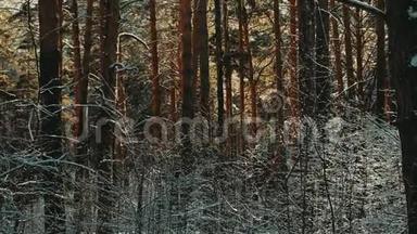 冬天<strong>下雪</strong>的森林里<strong>下雪</strong>.. 美丽的冬季景观，云杉枝在雪地里。