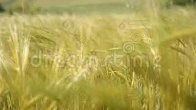 麦子在风中倾斜.
