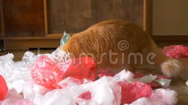 红头发的滑稽猫在家里玩一堆塑料袋，在地板上分类塑料袋