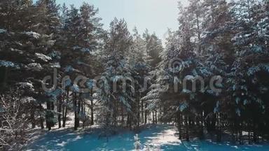 在阳光明媚的日子里，无人机拍摄到白雪覆盖了树木。 从冬季森林飞过去。 冬季自然美景鸟瞰松