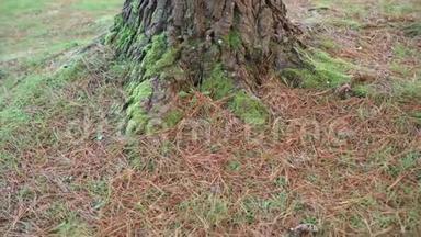 一棵有苔藓的松树的强大的根和树干，布满了红色的干针。 在野生针叶林中