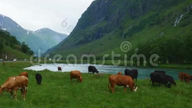 在挪威的一个山谷里，一条繁忙的公路和一条湍急的河流之间的绿草上放牧的自由牧场上的<strong>牛</strong>