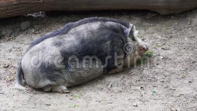 芒果-一种大品种的家猪-躺在地上休息，<strong>只有</strong>呼吸可见