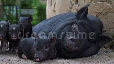 黑母猪和小有趣的猪。