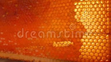 在阳光下拍摄充满蜂蜜的蜂窝