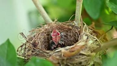 新出生的鸟儿在巢里等妈妈喂食。 鸟儿张开嘴，在树上摇晃。