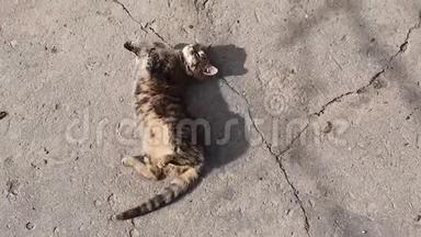 可爱的乡<strong>下</strong>小猫躺<strong>下</strong>来，在<strong>户外</strong>的一个混凝土结构上，在温暖的春日上取暖.. 可爱可爱的条纹猫
