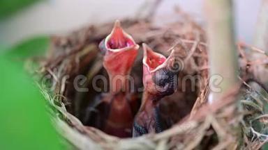 新出生的鸟儿在巢里等妈妈喂食。 鸟儿张开嘴，在树上摇晃。