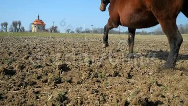 马飞快地跑过尘土飞扬的田野。 泥土和灰尘从<strong>蹄子</strong>里飞出来。 混合的马群和小马群移动得很快。 慢动作。