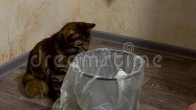 小猫用垃圾袋控制垃圾桶的收集