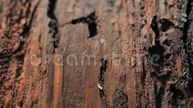 在国家公园被木虫摧毁的死林中的树皮。 受影响的木材