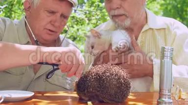 老年人检查猫和刺猬，使动物相遇