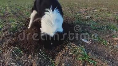 决心的狗在空地上挖一个洞，寻找小<strong>啮齿</strong>动物。 有目的的宠物抓挠土壤和污垢