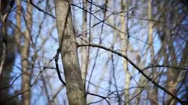 松鼠从一棵树干跳到另一棵树干上，因此照相机是