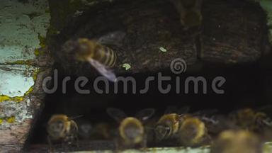蜜蜂在蜂房的洞里<strong>飞</strong>来飞去</strong>，把收集到的花粉带到它们的脚边