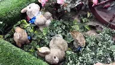 兔子兔子操场兔子宠物一起玩可爱的动物。 软兔子跟着妈妈一起玩