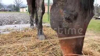 紧张的湾马吃干草。 年长的退役赛马在泥泞的围场里。 漂亮的纯种马