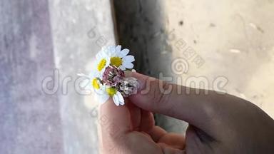 一个年轻的女孩手里拿着一朵菊花。 宏观模式。 母亲`儿子送给她母亲的礼物
