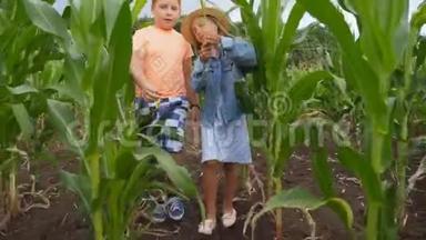可爱的女孩手里拿着玉米茎，一边在有机穿过玉米地时告诉她的朋友一些事情