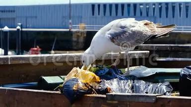 垃圾桶中的海鸥鳗鱼塑料，在污染的海洋城市4k