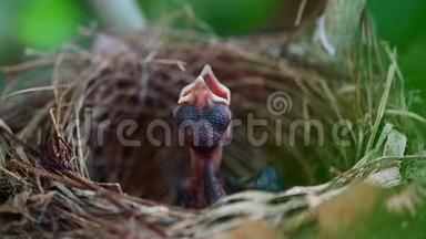 新出生的<strong>鸟儿</strong>在巢里等妈妈喂食。 <strong>鸟儿</strong>张开嘴，在树上摇晃。