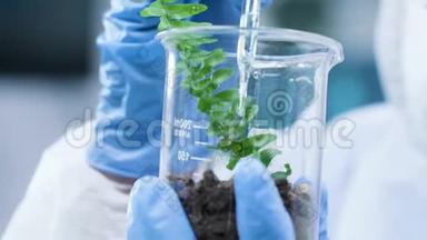 关闭研究人员手浇液体转基因植物的镜头