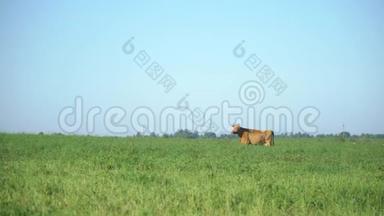 草地上的奶牛咀嚼青草. 奶牛放牧。 农场牛在田间放牧。