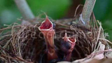 新出生的鸟儿在巢里等妈妈<strong>喂食</strong>。 <strong>小鸟</strong>张开嘴