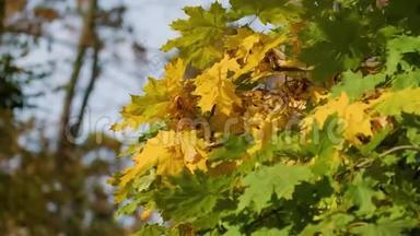秋天树上五颜六色的叶子上吹着风