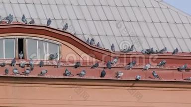 鸽子坐在城里一所<strong>老房子的</strong>屋顶上