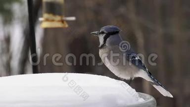 美丽的<strong>蓝鸟</strong>在雪地上吃种子慢动作