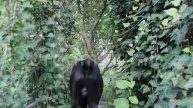 一只体型庞大、美丽的黑狗沿着长满常春藤的树木之间的小路奔跑