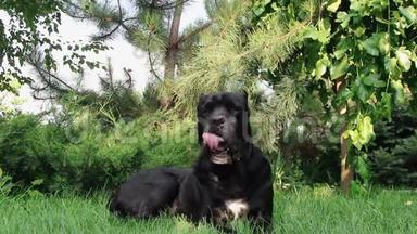 夏日里，一只美丽的小黑犬躺在绿草上
