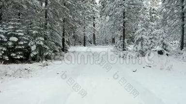 在森林的一条路线上，从白雪皑皑的轮胎轨道上向后移动4k鸟瞰