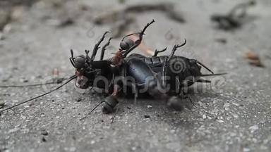 蚂蚁试图瓦解一只死去的蟋蟀