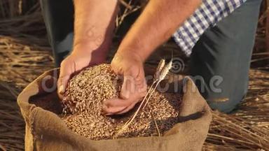 <strong>农民</strong>的手把麦粒倒进一个有耳朵的袋子里。收割谷物。农学家看<strong>粮食</strong>的质量