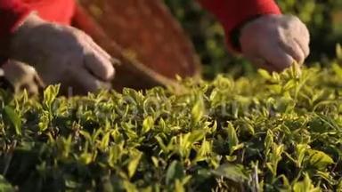 人们在阳光明媚的种植园采摘茶叶，在国外就业，经商