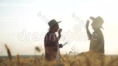 两名农民在日落时分在一块田里集体握手红脖子检查小麦作物。 男农民握手