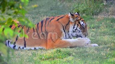 从灌木丛中偷偷地看到老虎。 躺在草地上，狩猎后放松，舔着腿