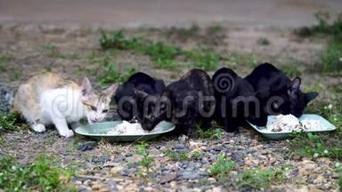 五只泰国猫在吃东西