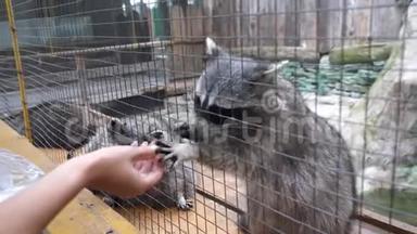 浣熊在笼子里乞讨，拉着腿吃东西